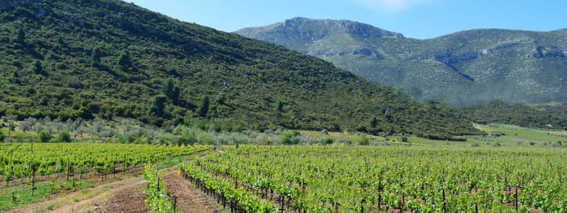 Vineyards