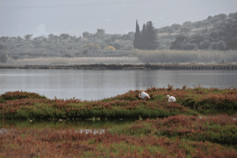 Wetlands